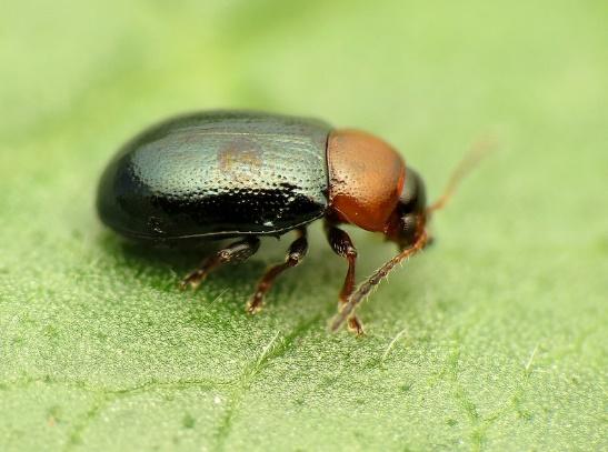 Flea beetles - what is eating my mint leaves