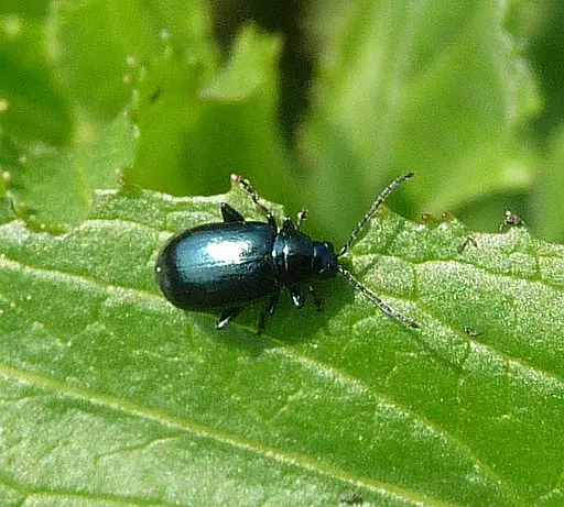Flea Beetles - what is eating plants at night answer