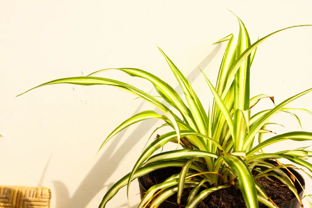 Getting To Know Spider Plants