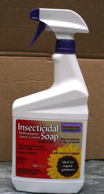 Insecticidal Soaps - brown scale on plants