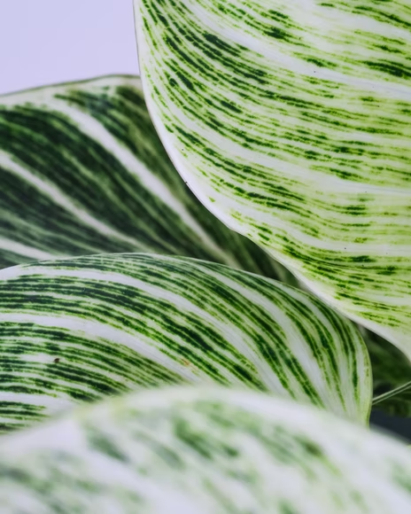 Is the Philodendron toxic to my pets or other humans