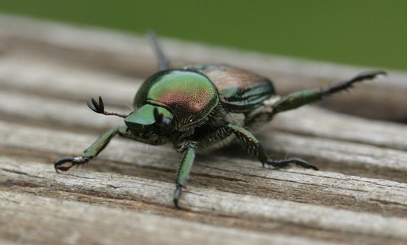 Japanese Beetle - what is eating my zinnia leaves