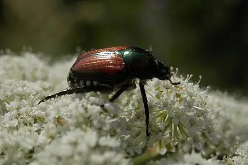 Japanese Beetles - what is eating plants at night answer