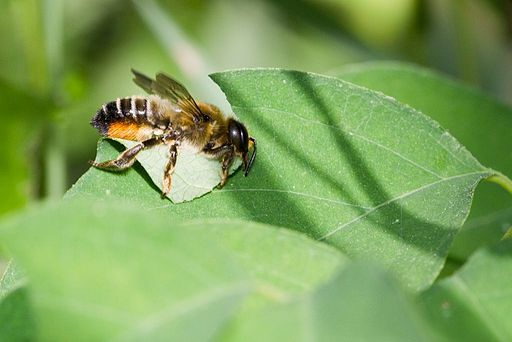 Leaf-cutter Bees