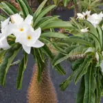Madagascar Palm Tree: The #1 Care, Propagation, and Watering Guide