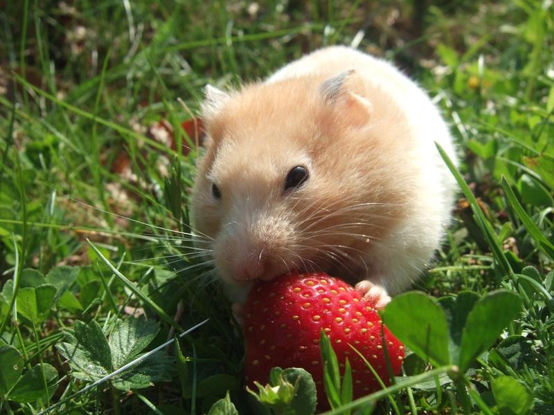 Mammal Pests Of Strawberries - what is eating my strawberries