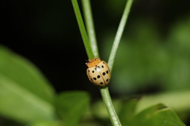 Mexican Bean Beetles - what is eating plants at night answer