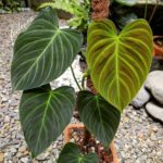 Philodendron Splendid: The Fail-Proof Care, Propagation, and Watering Guide You Need