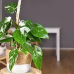 Philodendron White Princess: The Complete Care, Propagation, and Watering Guide You Need