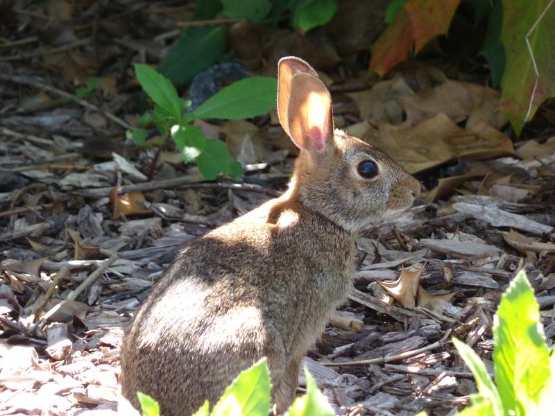 Rabbits & Deer - what is eating my zinnia leaves