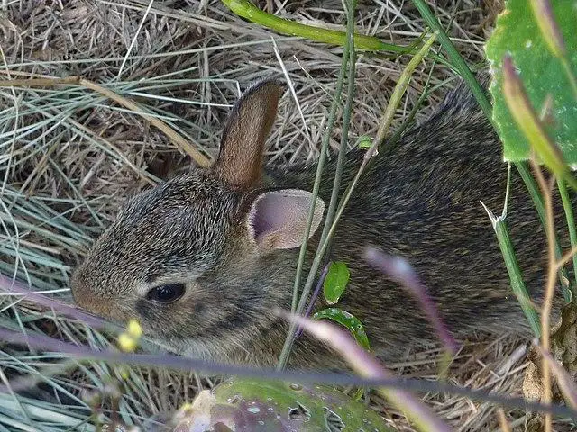 Rabbits & Deer - what is eating my petunias