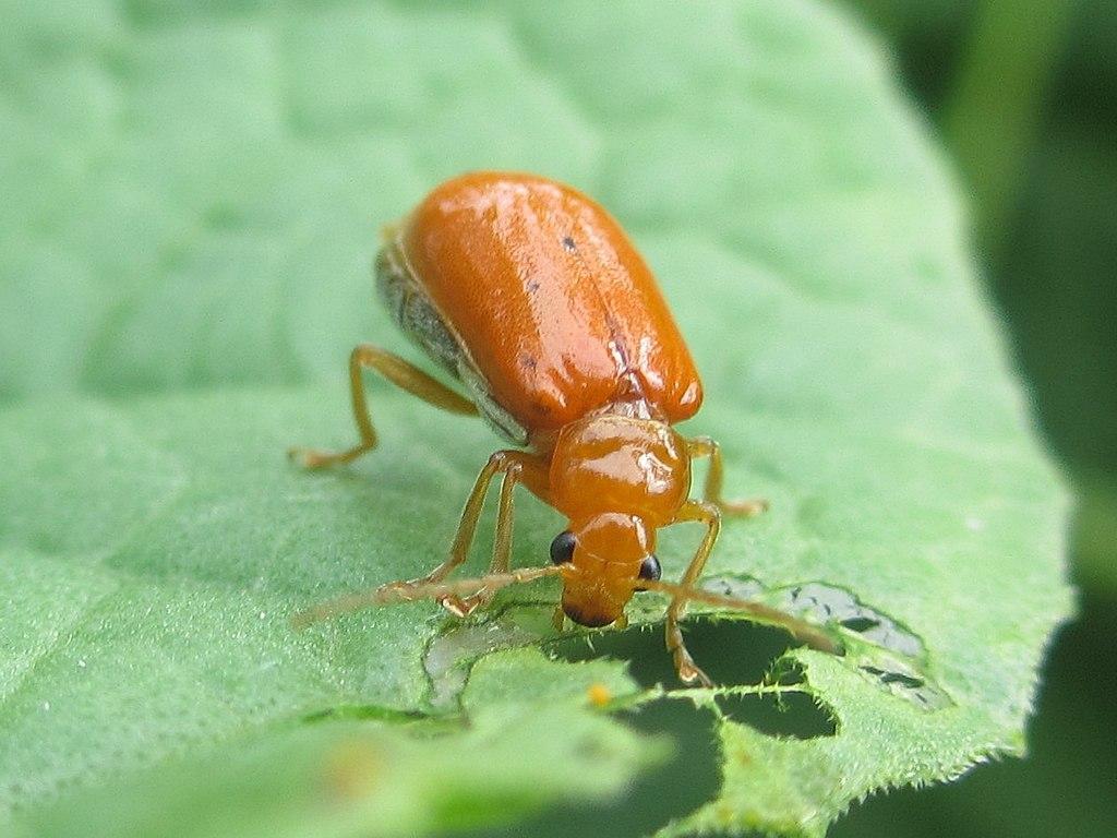 Red Pumpkin Beetle 
