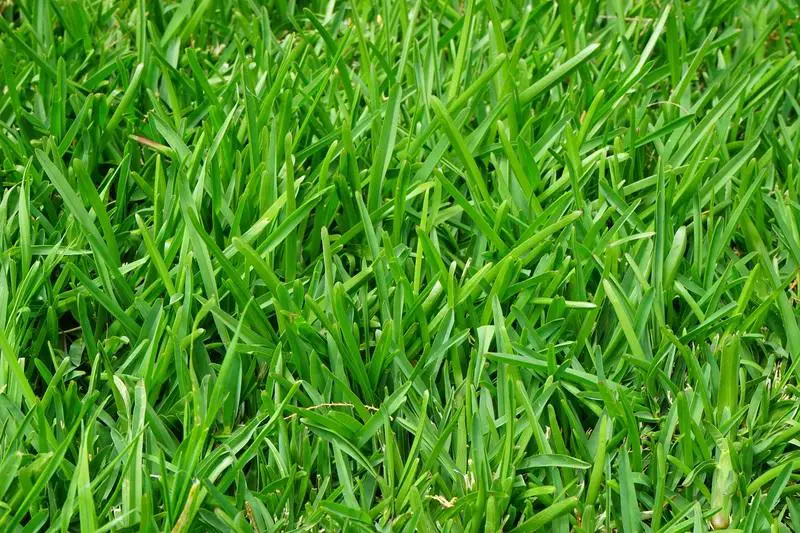 Rhizome Grass /Stolon Grasses Are Strong!
