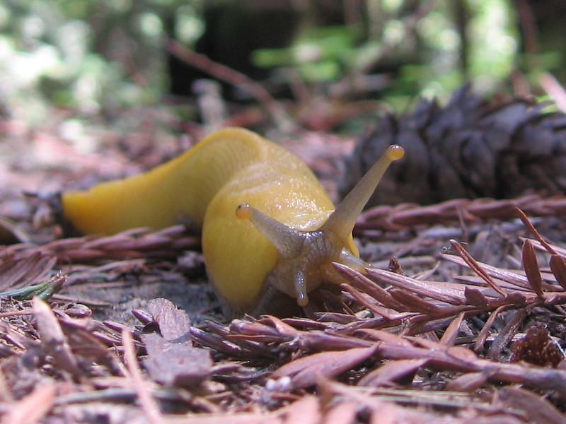 Snails & Slugs
