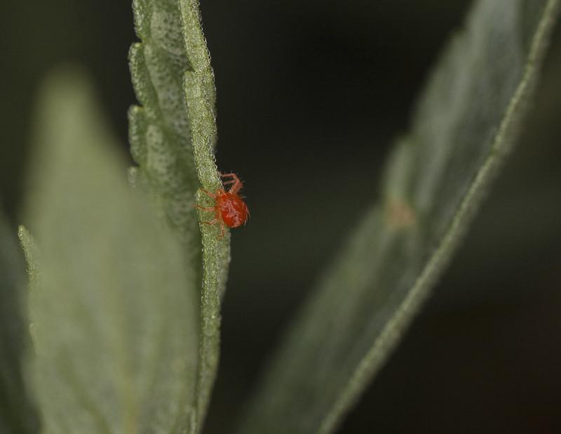 Spider Mites - What Is Eating My Rose Leaves