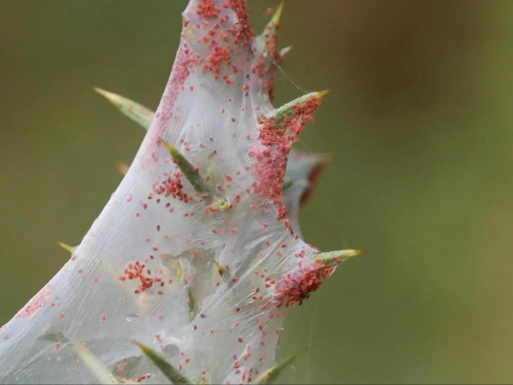 Spider mite webbing - do succulents attract spiders