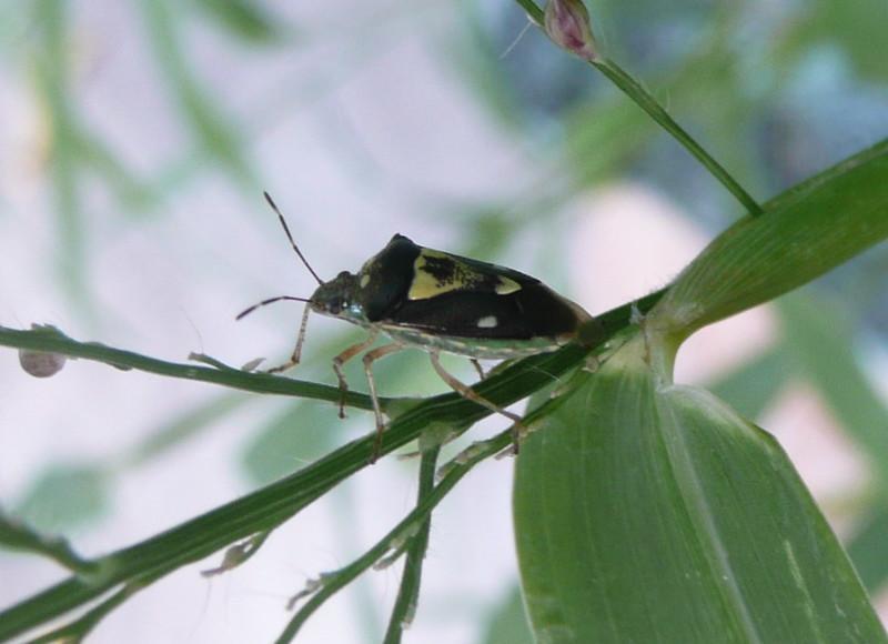 St. Augustine Grass Bugs