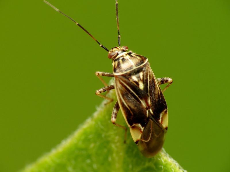 Tarnished Plant Bugs - what is eating plants at night answer