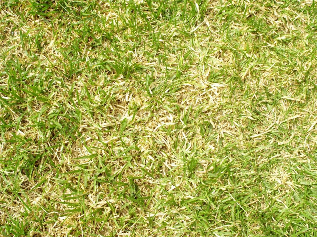 Too Much Nitrogen - St Augustine grass turning yellow