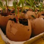Enrich Soil of Indoor Plants With Eggshells for Happy Plants and Soil!
