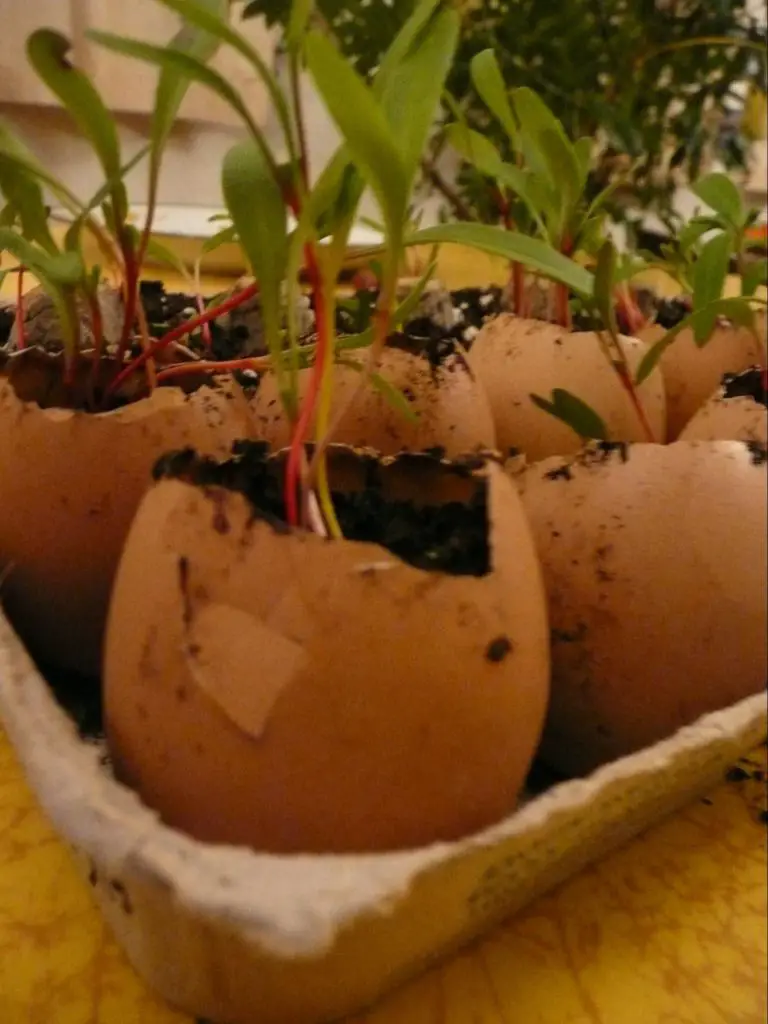 Use Eggshells as Seed Starters - enrich soil of indoor plants with eggshells
