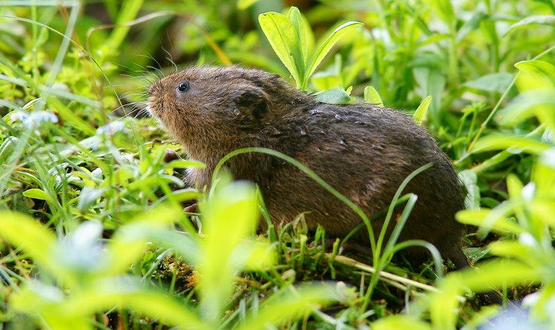 Voles - what is eating plants at night answer