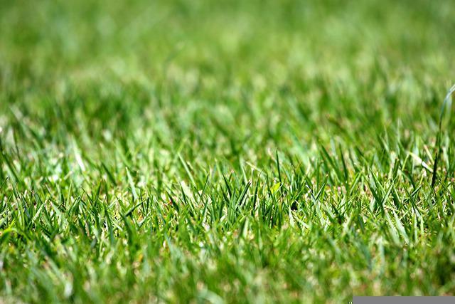 What Is The Best Time To Aerate A Lawn?