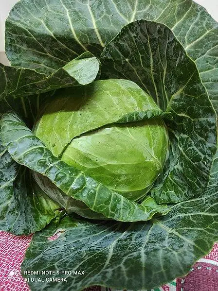 What is Eating my Cabbage Leaves