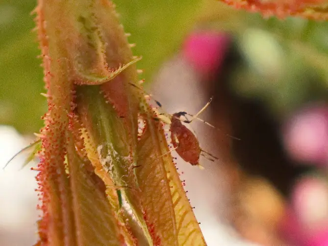 Aphids - What Is Eating My Rose Leaves