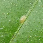 How To Identify, Control, And Prevent Brown Soft Scale Bugs On Plants?