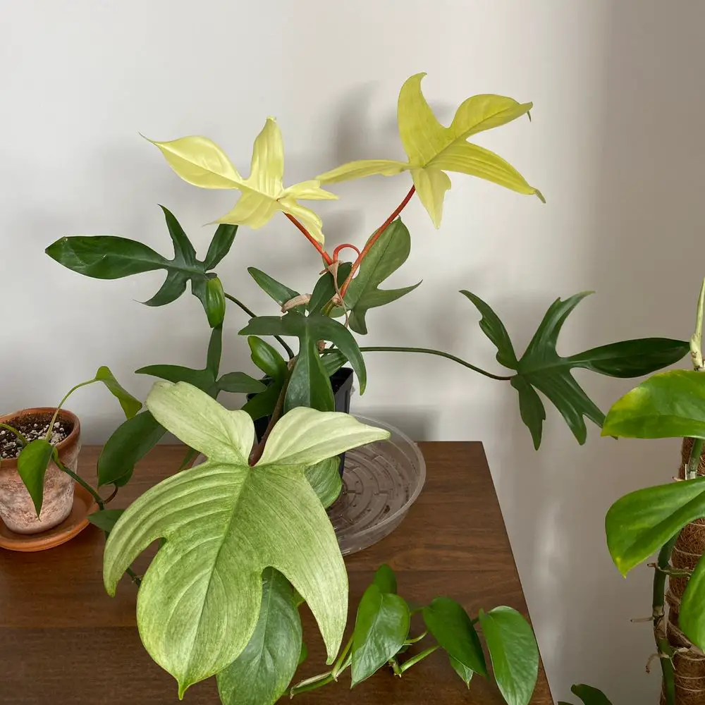 Philodendron Florida Ghost Care Tips
