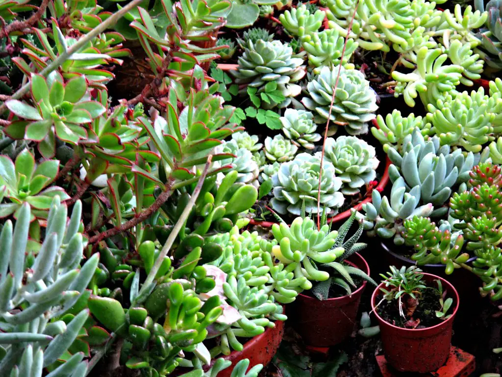 common pests on succulents and easy treatments for them