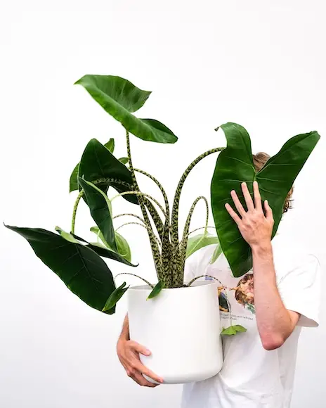 Taking care of houseplants