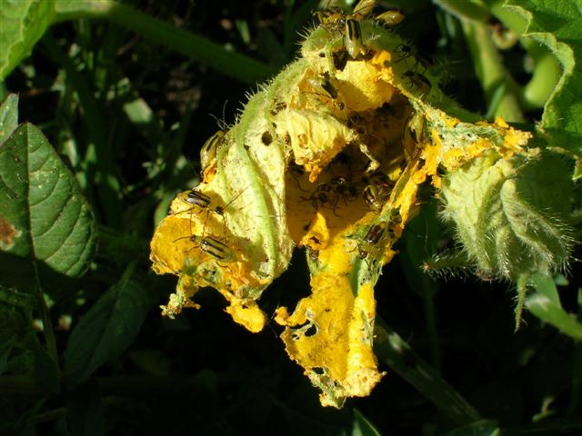 damaged plant - bright orange bugs with beady black eyes ladybugs