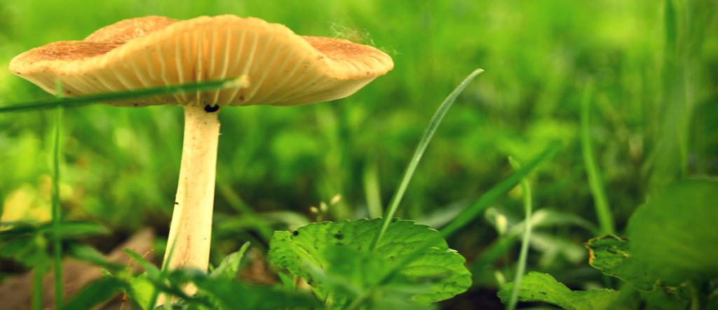 mushrooms in your houseplants why they are a good sign