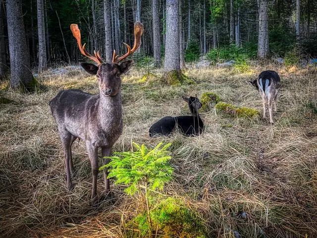 Deer - what is eating my hostas