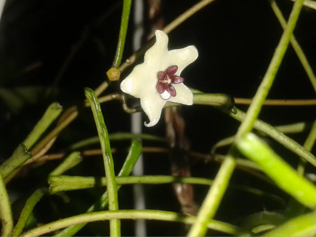 Flowering Hoya Retusa