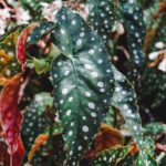 Begonia Maculata Polka Dot: The Best Care, Propagation, and Watering Guide