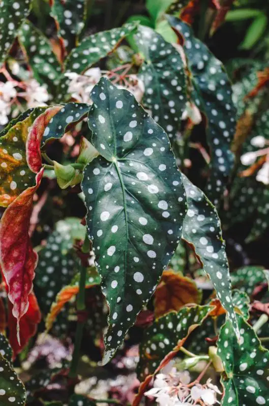 how to care for a Begonia Maculata polka dot plant