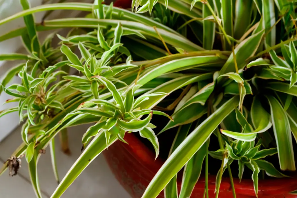 how to care for spider plant