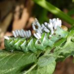 How To Get Rid Of Tomato Worms For Good? The Ultimate Guide