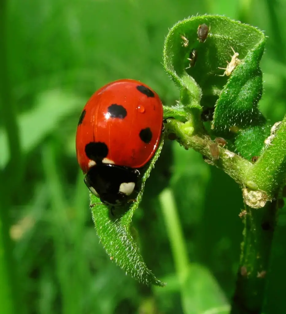 Lady Beetle - common pests on succulents and easy treatments for them