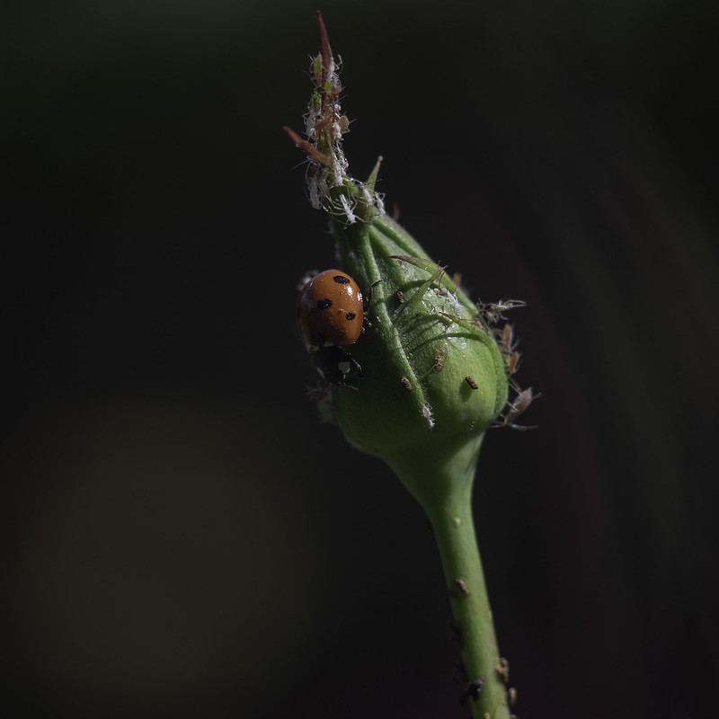 Lady beetle - gnats cacti