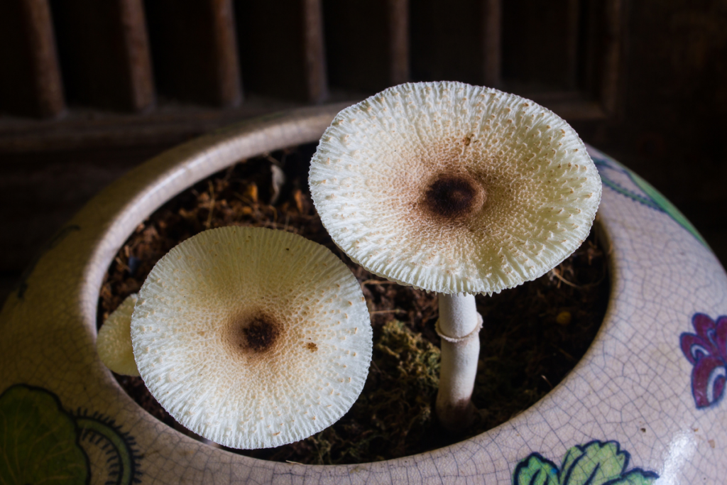mushrooms in your houseplants why they are a good sign