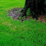 Nitrogen Vs. Iron For Lawn | Which To Use & When To Use It? A Comprehensive Guide