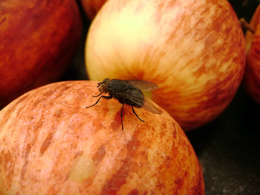 Pests on apple