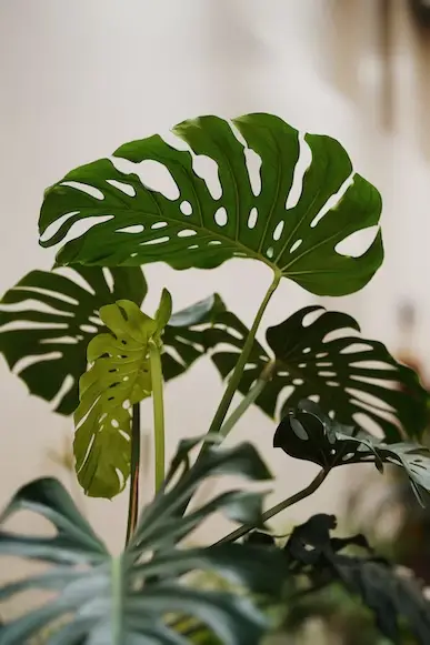 Tips for propagating Monstera