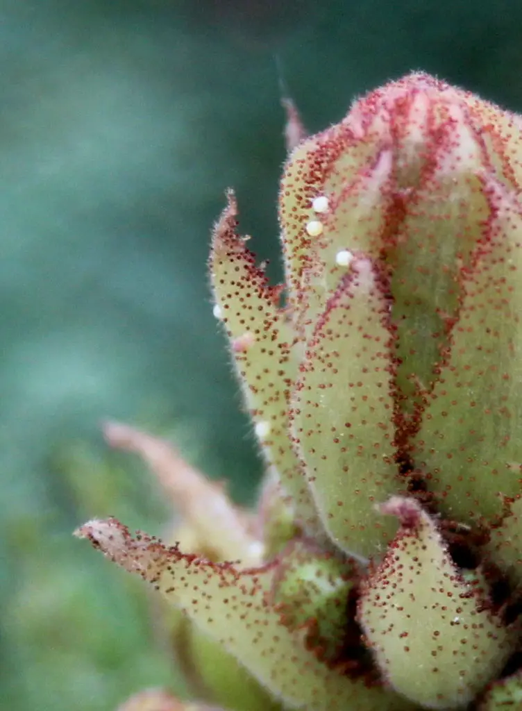 Spider mite eggs - common pests on succulents and easy treatments for them