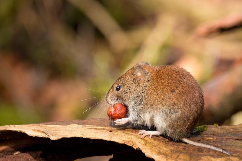 Squirrels, Chipmunks & Voles - what is eating my petunias