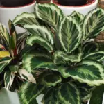 20 Types of Calathea Plants that You Should Have in Your Garden